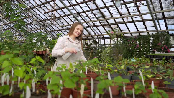 Woman Sprays Green Plant with Large Leaves with Water From Spray Bottle