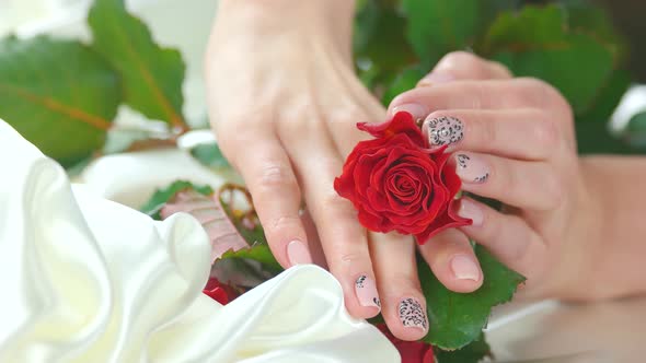 Bud of Red Rose and Manicured Hands