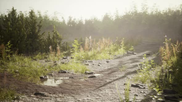 Puddles and Mud and Green Grass on a Dirt Road