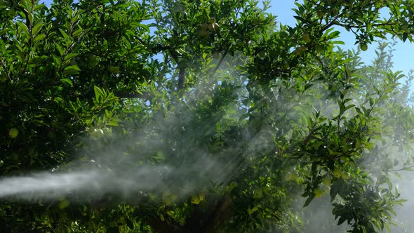 Adult Man Sprays Apple Trees