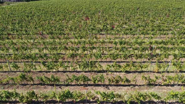 Overhead Vinery