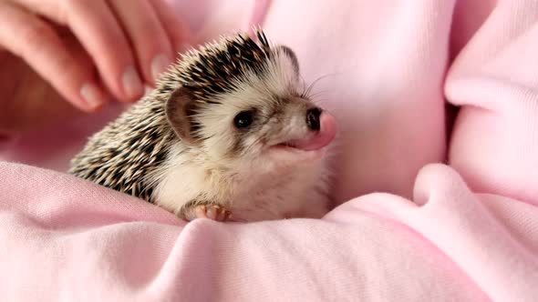 Hedgehog. African pygmy hedgehog close-up in in female hands.