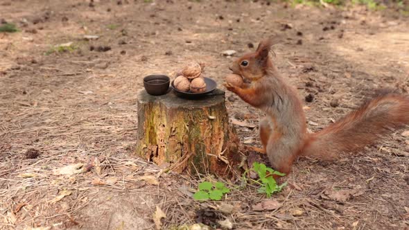 A Happy Squirrel Takes A Nut From A Small Plate On A Stump.