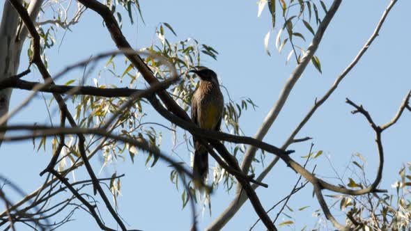 Australian Wattlebird singing on a gum tree. Perched on a branch along the Barwon River Geelong.