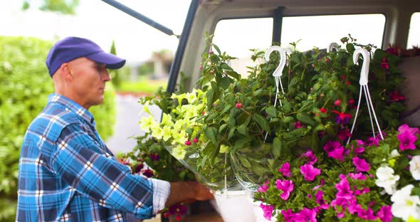 Male Farmer Loading Van Trunk With Hanging Plants