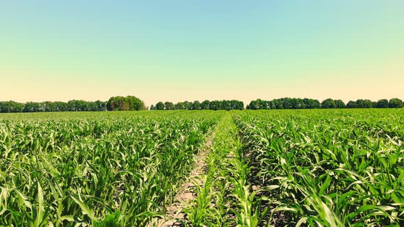 Aerial View of Corn Field in Clear Summer Day. Farmer's Field of Young Hybrid Corn, Sowing Scheme 3