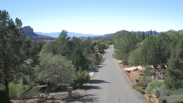 Aerial view of a street with trees