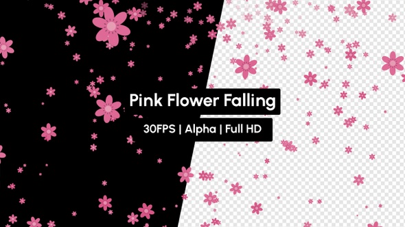 Blossom Pink Flower Falling with Alpha