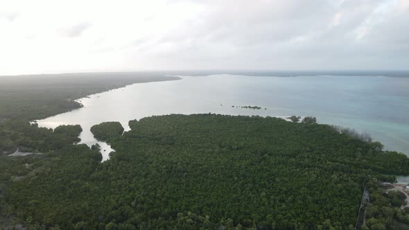 Thickets on the Coast of the Island of Zanzibar Tanzania Slow Motion