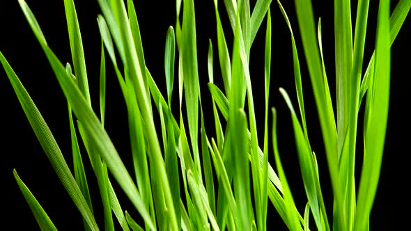 Sprouted grains of wheat on a black background.