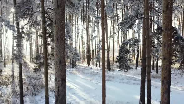 Mystery wood, winter forest shadows and light rays. Snow season