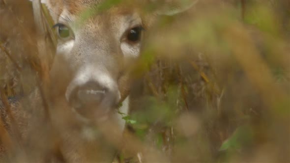 Close up zoom through undergrowth of deer as it chews cud and looks into the lens.