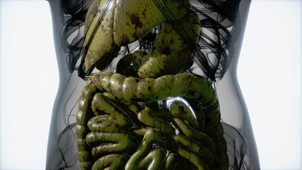 Detailed Human Digestive System Anatomy alt