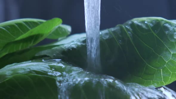 Bunch of Fresh Green Salad Pours in Stream of Water Closeup View in Slow Motion