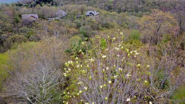 Fraseri Magnolia, Mountain Magnolia blooming in spring time