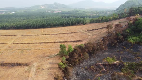 Deforestation of burning and land clear
