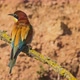 European Beeeater or Merops Apiaster - VideoHive Item for Sale