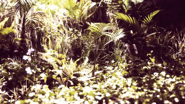 Close Up Jungle Grass and Plants