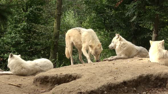 Arctic wolf (Canis lupus arctos), also known as the white wolf or polar wolf