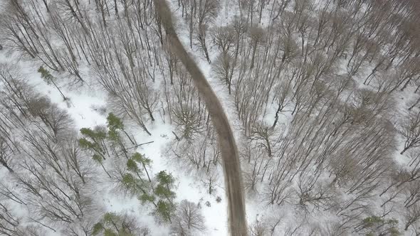 Sabaduri Mountain. Frozen forest. Georgia