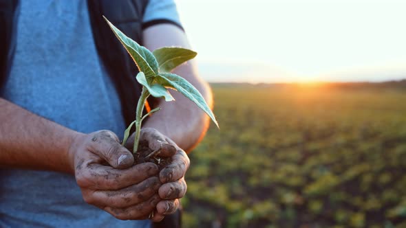 Closeup View From Below Young Plant Seedling in Ground in Hands of Smiling Man