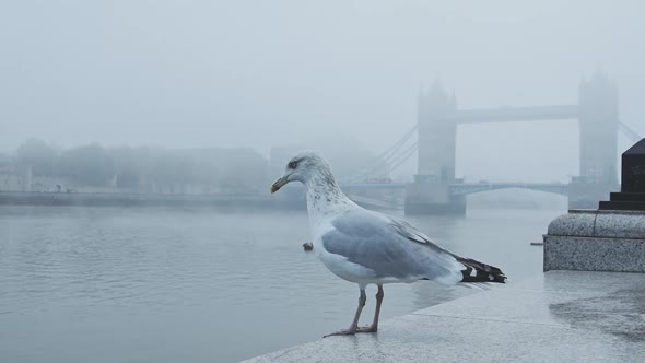 Seagull taking of and flying in Central London at Tower Bridge on a cool blue misty morning on day o
