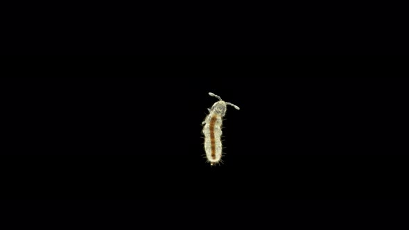 Insect Collembola Under a Microscope, Family Isotomidae, Four Eyes Visible.