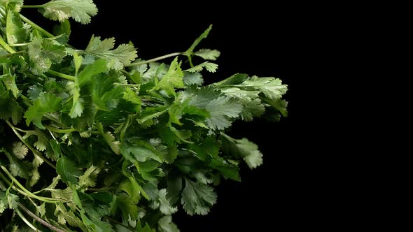 Coriander, coriandrum sativum, Fresh Herbs against Black Background, Slow Motion