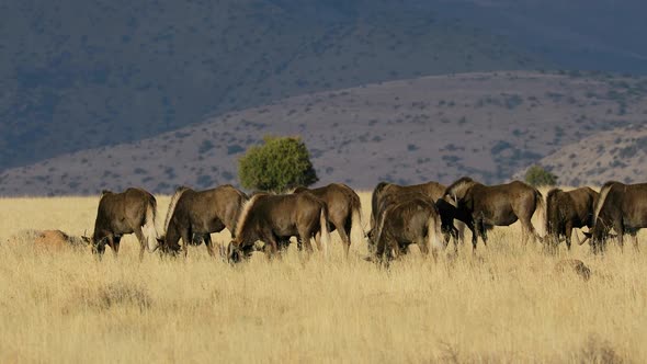 Black Wildebeest Herd In Grassland