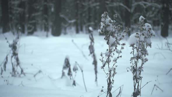 Winter in Forest, Snowfall