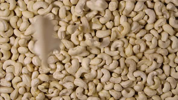 Raw Cashew Fall on a Pile of Peeled Nuts