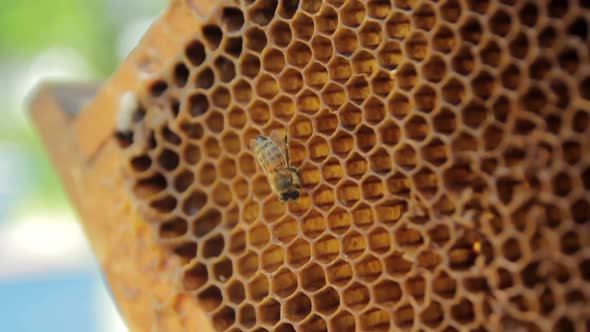 Bee Closeupbee in Framebees on Honeycomb