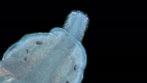 Worm Nemertea Prostoma sp. under the microscope, of the Tetrastemmatidae family