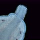 Worm Nemertea Prostoma sp. under the microscope, of the Tetrastemmatidae family - VideoHive Item for Sale