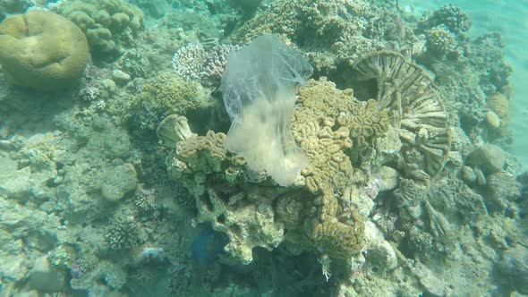 Trash Plastic Bag Floats Over Coral Reefs in the Sea