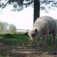 A little lamb eating grass in shadows on a sunny day. - VideoHive Item for Sale