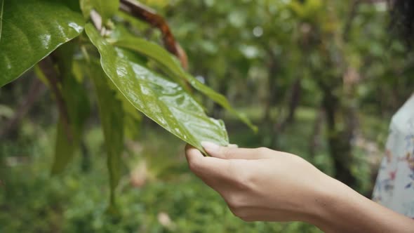 Lady holding green leaf of tree