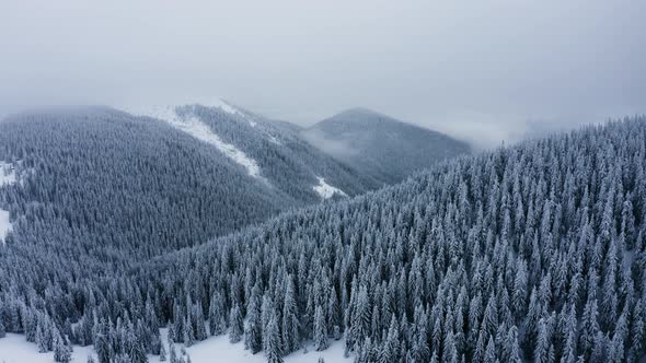 Drone flying above mountain valley in winter, Aerial view of snow covered pine forest