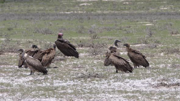 Group of Cape vultures in Kgalagadi Transfrontier Park