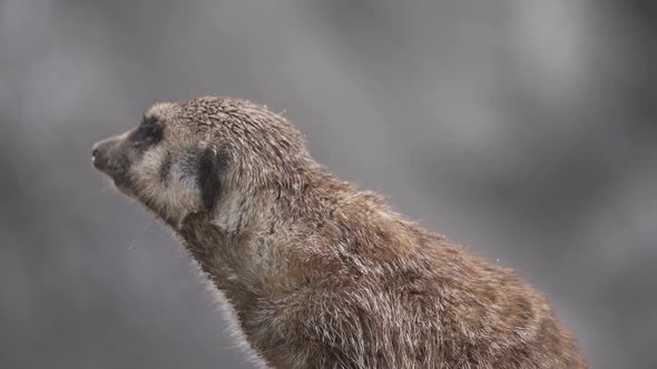 Close up of a small suricate looking around in state of alert in its natural habitat. Slow motion.