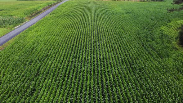 Rows of fresh plants on field in countryside