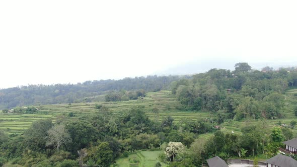 Pacung rice terraces by Drone