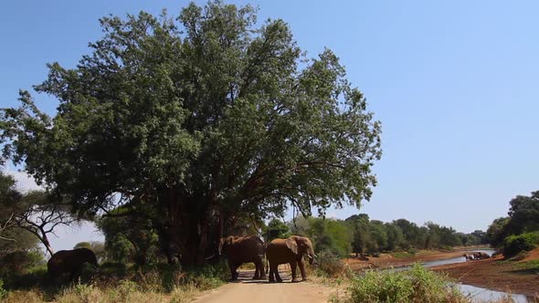 African bush elephant in Kruger National park, South Africa