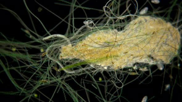 Algae Under the Microscope, the Movement of a Large Number of Algae