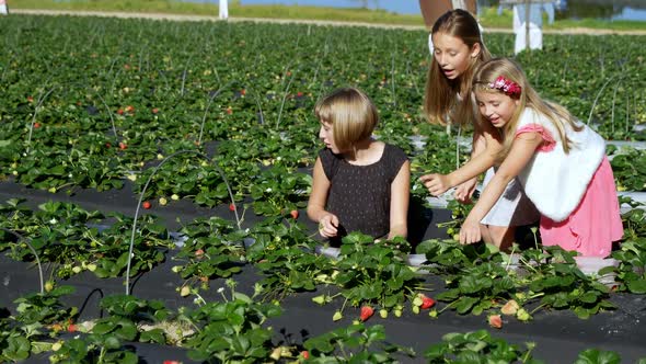 Girls picking strawberries in the farm 4k