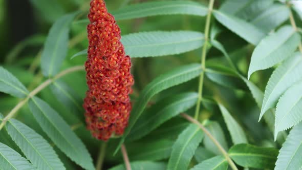 Closeup of Red Velvet Fruit Cone Flower of Staghorn Sumac Reindeerium Vinegar Tree Rhustyphina