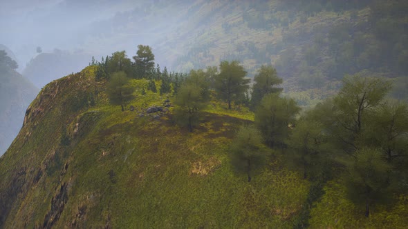 Small Green Trees on Hills in Fog