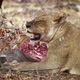 African lion in Kruger National park, South Africa - VideoHive Item for Sale