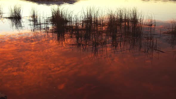 Sunrise reflecting on the surface of water looking at grass reeds