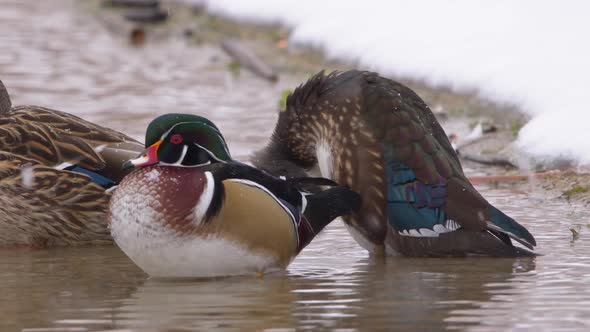 Wood duck pair in shallow water during snow storm